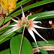 Bulbophyllum acuminatum