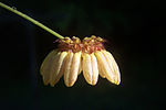 Bulbophyllum auratum üçün miniatür
