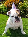Bulldog with party-hat.jpg