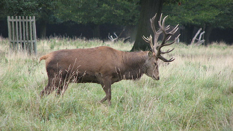 File:Bushy Park (3018355299).jpg