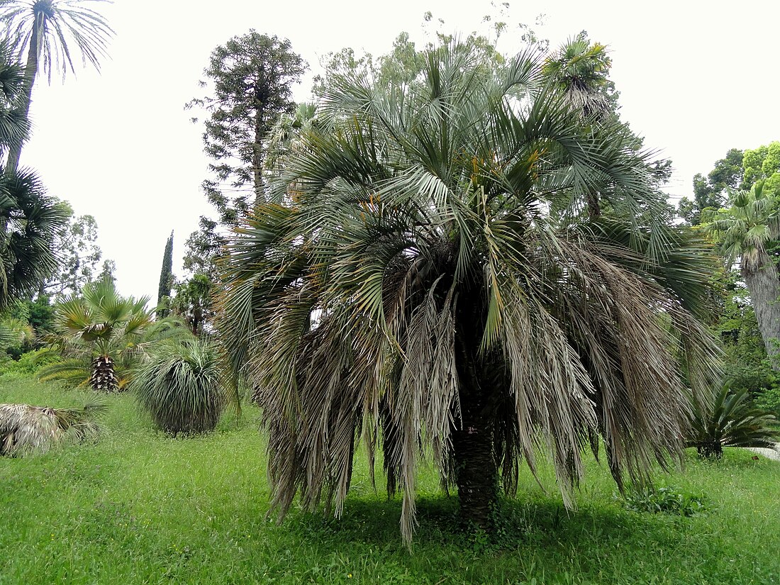 Butia