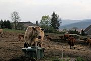 Čeština: Bystřice nad Úhlavou (Nýrsko), okres Klatovy, Česká republika.