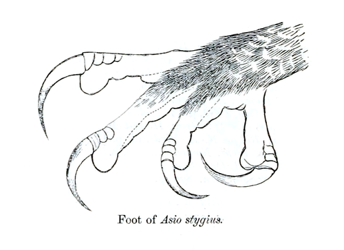 רגלו השמאלית של ינשוף השאול, קטלוג הציפורים של המוזיאון הבריטי