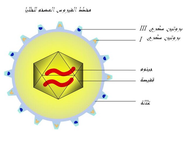 مخطط الفيروس المضخم للخلايا