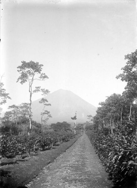 File:COLLECTIE TROPENMUSEUM Plantage Soembersarie aan de voet van de vulkaan Semeru TMnr 10023629.jpg