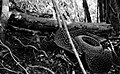 COLLECTIE TROPENMUSEUM Rafflesia Arnoldi TMnr 60051213.jpg