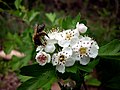 Миниатюра для Файл:CRATAEGUS MONOGYNA - MORROCURT - IB-514 (Arç blanc).JPG