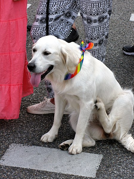 File:CSD 2015 in Freiburg 11.jpg