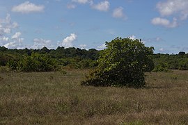 Sabana en el CSG (Guyana Francesa)