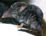 Gray shrew