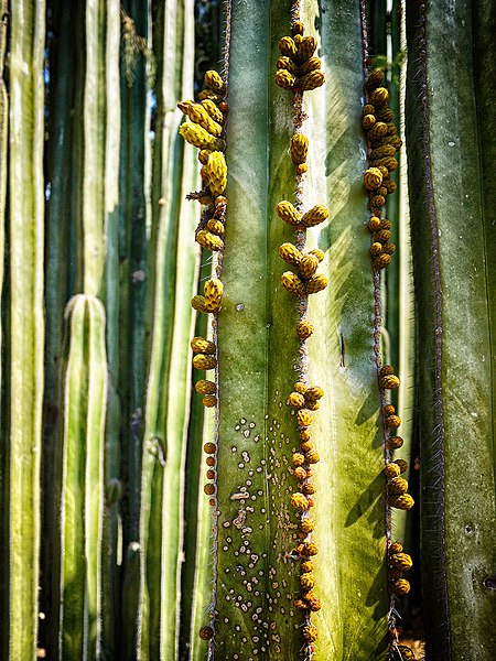 File:Cactus (34529338).jpeg