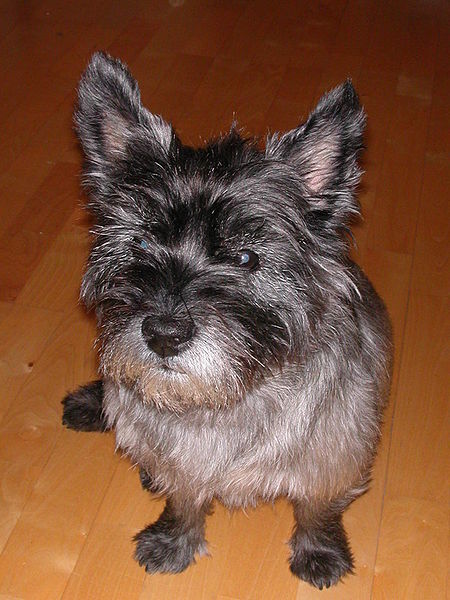 File:Cairn-Terrier-Ferry.JPG