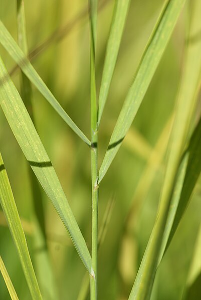 File:Calamagrostis phragmitoides 03.JPG