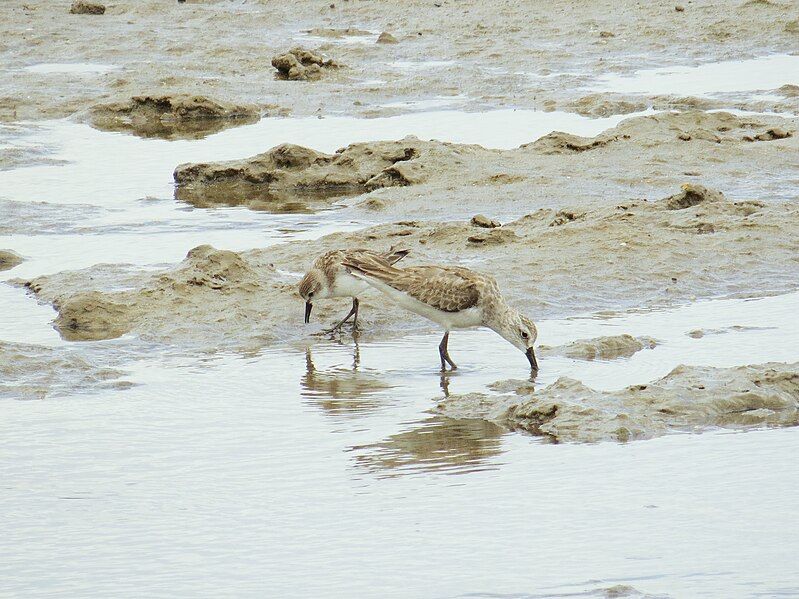 File:Calidris ferruginea and Calidris ruficollis (15237161603).jpg