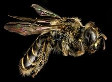 Calliopsis andreniformis, F, Side, MD, Keroll okrugi 2013-07-24-15.03.08 ZS PMax.jpg