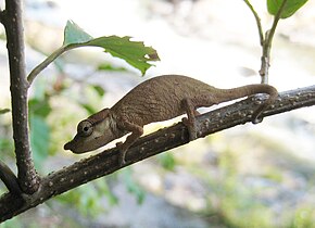 Описание изображения Calumma nasutum, Национальный парк Раномафана.jpg.