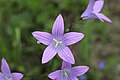 Campanula patula