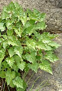 Campanula portenschlagiana