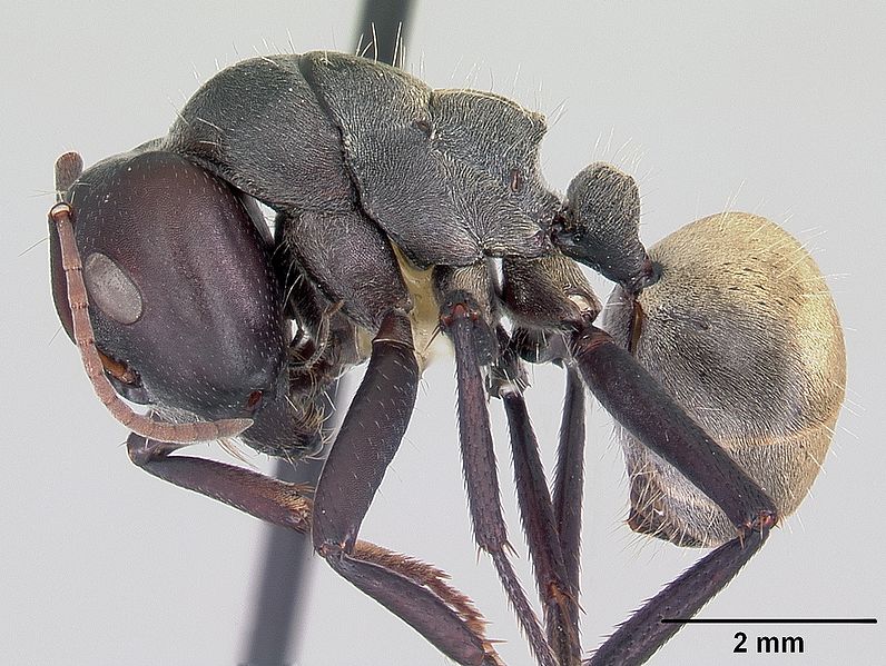 File:Camponotus sericeus casent0104896 profile 1.jpg