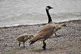 Branta canadensis (Canadian Goose), family