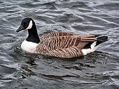 Canada goose