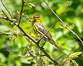 * Nomination Cape May warbler in Jamaica Bay Wildlife Refuge --Rhododendrites 03:13, 17 May 2021 (UTC) * Promotion  Support Good quality. --XRay 03:49, 17 May 2021 (UTC)  Support Good quality. --PsamatheM 22:46, 18 May 2021 (UTC)