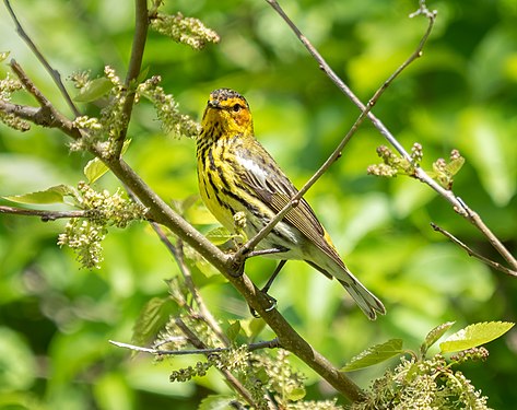 Cape May warbler in Jamaica Bay Wildlife Refuge