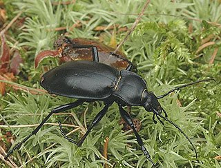 <i>Carabus</i> Genus of beetles