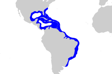 Blacknose shark geographic range