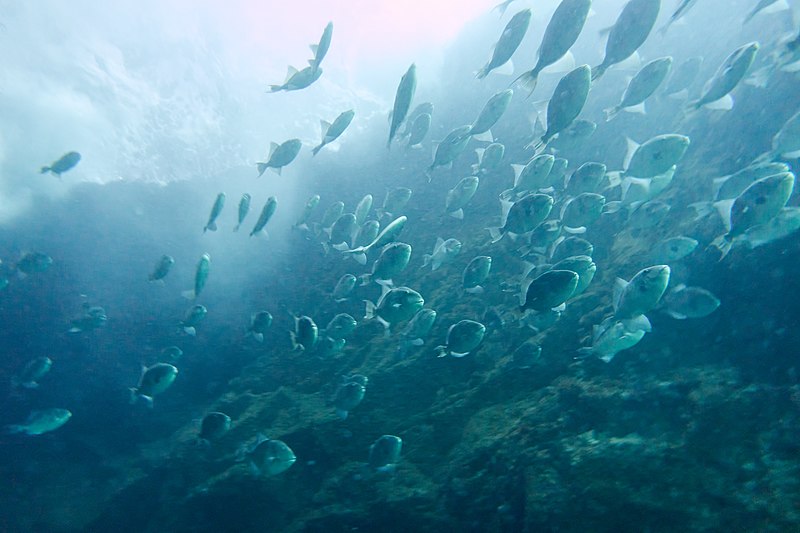 File:Cardume peixe porco Berlengas.jpg