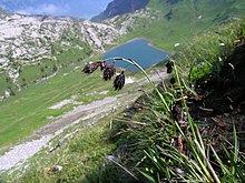 Carex atrofusca.JPG