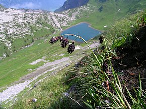 Descrizione dell'immagine Carex atrofusca.JPG.