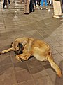 Carnivora - Canis lupus familiaris - 40.jpg