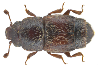 <i>Carpophilus dimidiatus</i> species of insect