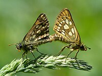 Carterocephalus palaemon- mating (HS).JPG