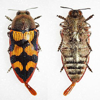 <i>Castiarina simulata</i> Species of beetle
