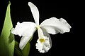 Cattleya warneri white colour