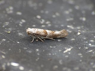 <i>Cedestis subfasciella</i> Species of moth