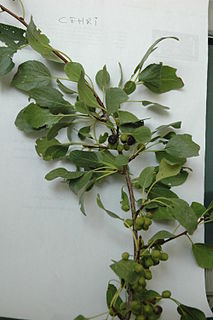 <i>Rhamnus petiolaris</i> Species of plant in the family Annonaceae