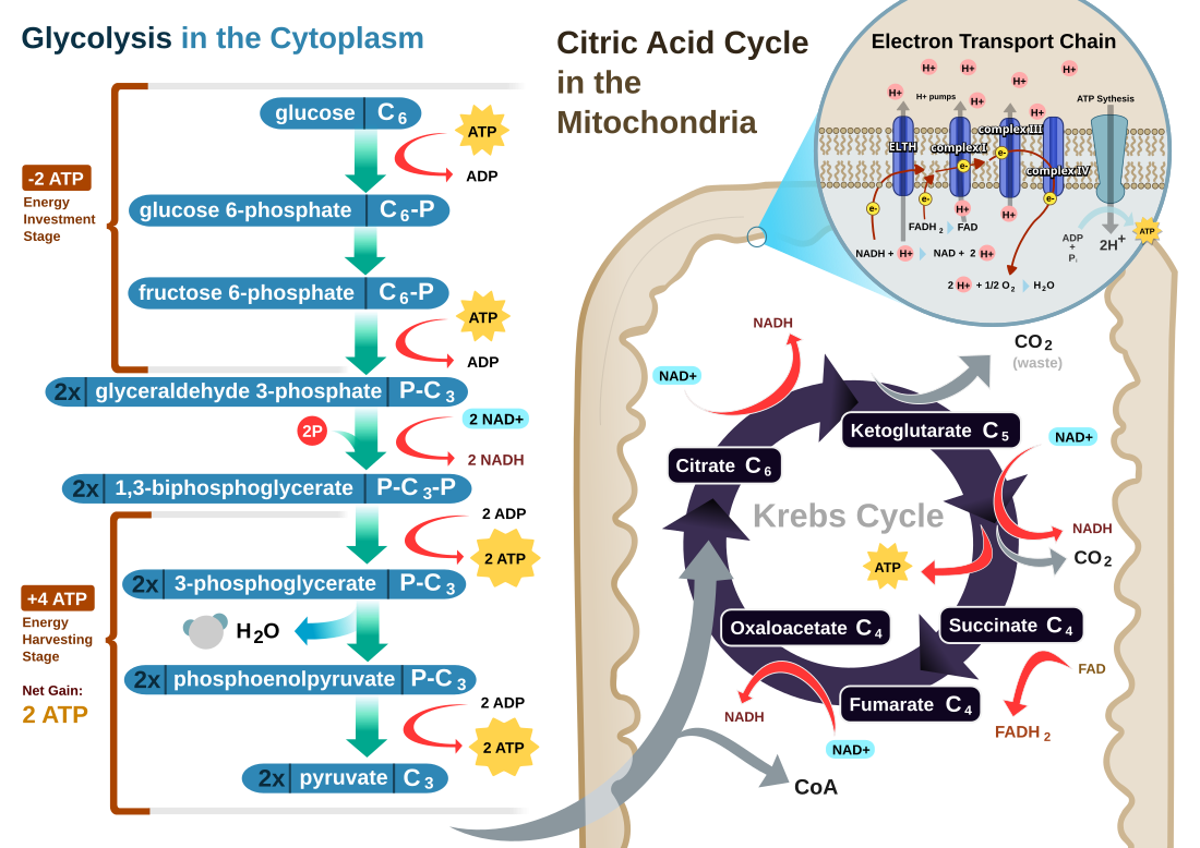 Cellular respiration