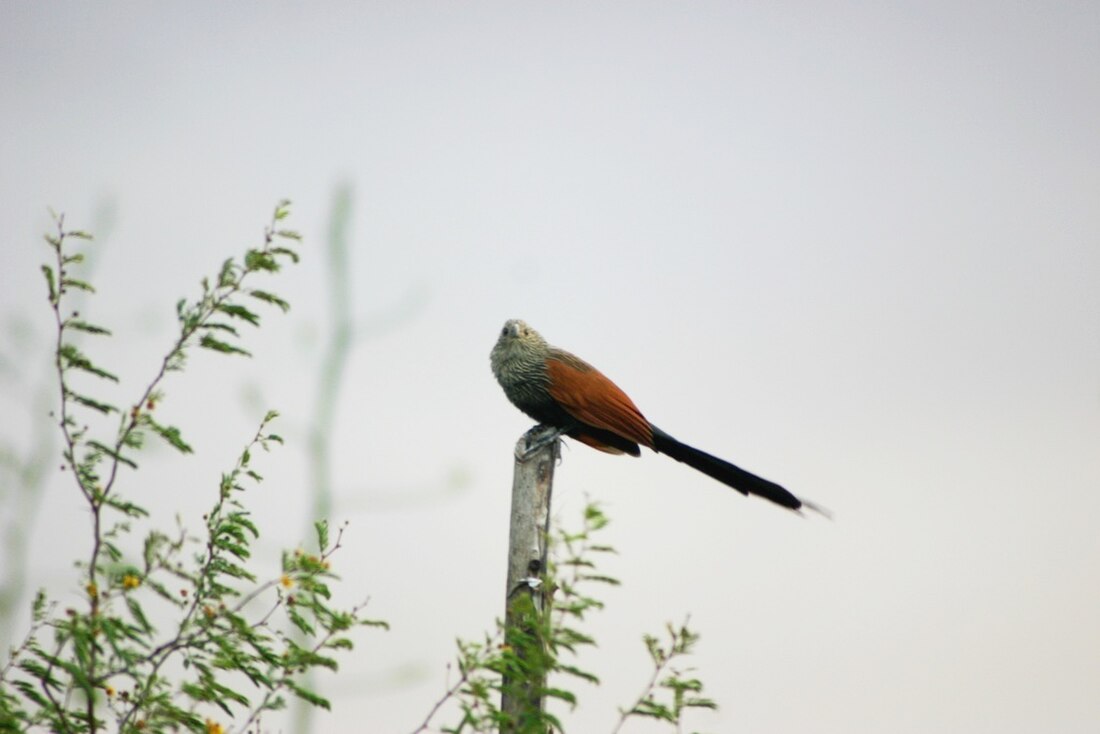 Coucal toulou