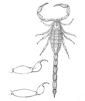 Bildbeschreibung Centruroides insulanus 1894.jpg.