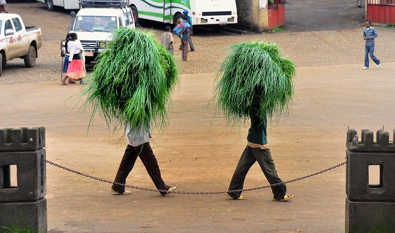 File:Ceremonial Grass, Gondar, Ethiopia (6988706616).jpg