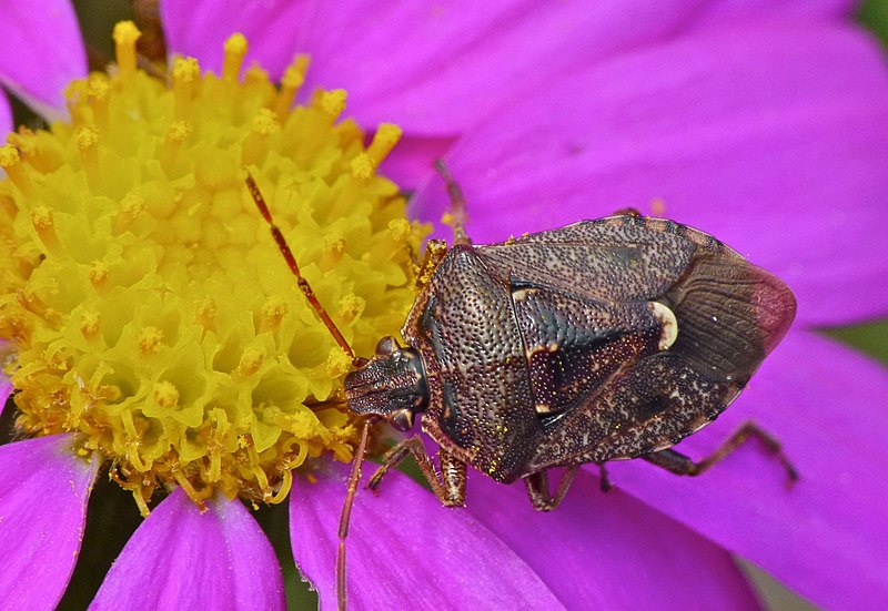 File:Cermatulus nasalis 1217834.jpg