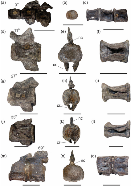 File:Cervical vertebrae of Elasmosaurus.png