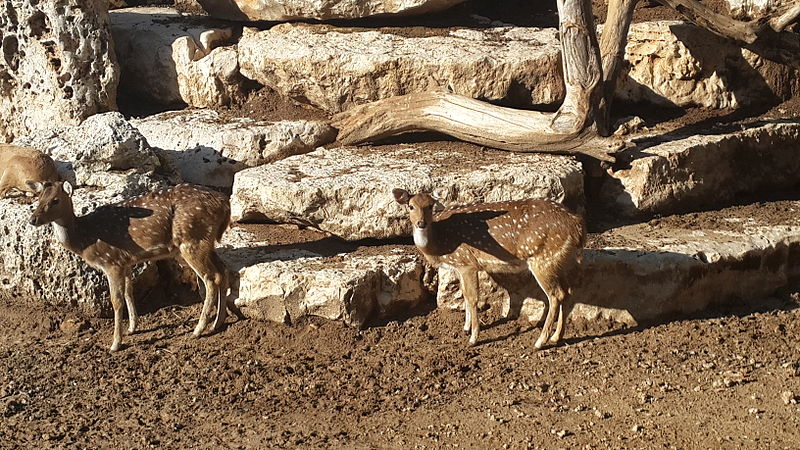 File:Cervus nippon in Petah Tikva zoo - 01.jpg