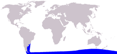 Cetacea range map Spectacled Porpoise.PNG