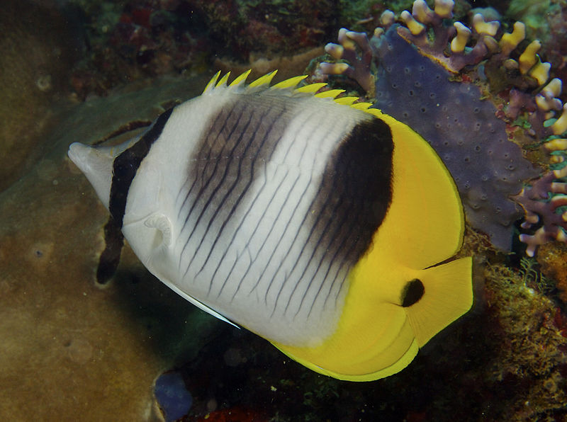 File:Chaetodon ulietensis Pacific Double-saddle Butterflyfish by Nick Hobgood.jpg
