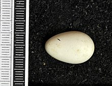 Egg, Collection Museum Wiesbaden Chaetura pelagica MWNH 1241.JPG