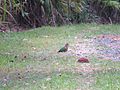 Chalcophaps longirostris, Mission Beach, Queensland, Australia.jpg